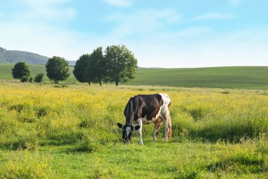 Photo of Beautiful cow grazing on green meadow. Farm animal