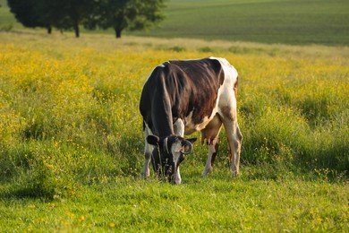 Photo of Beautiful cow grazing on green meadow. Farm animal