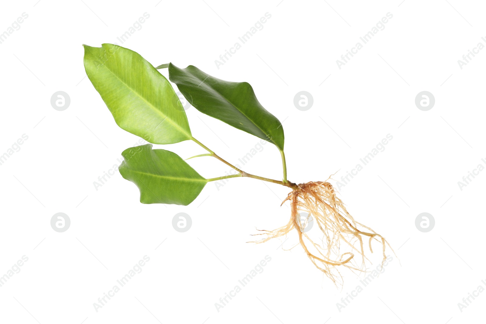 Ficus plant with root and green leaves isolated on white Photo of Ficus plant with root and green leaves isolated on white