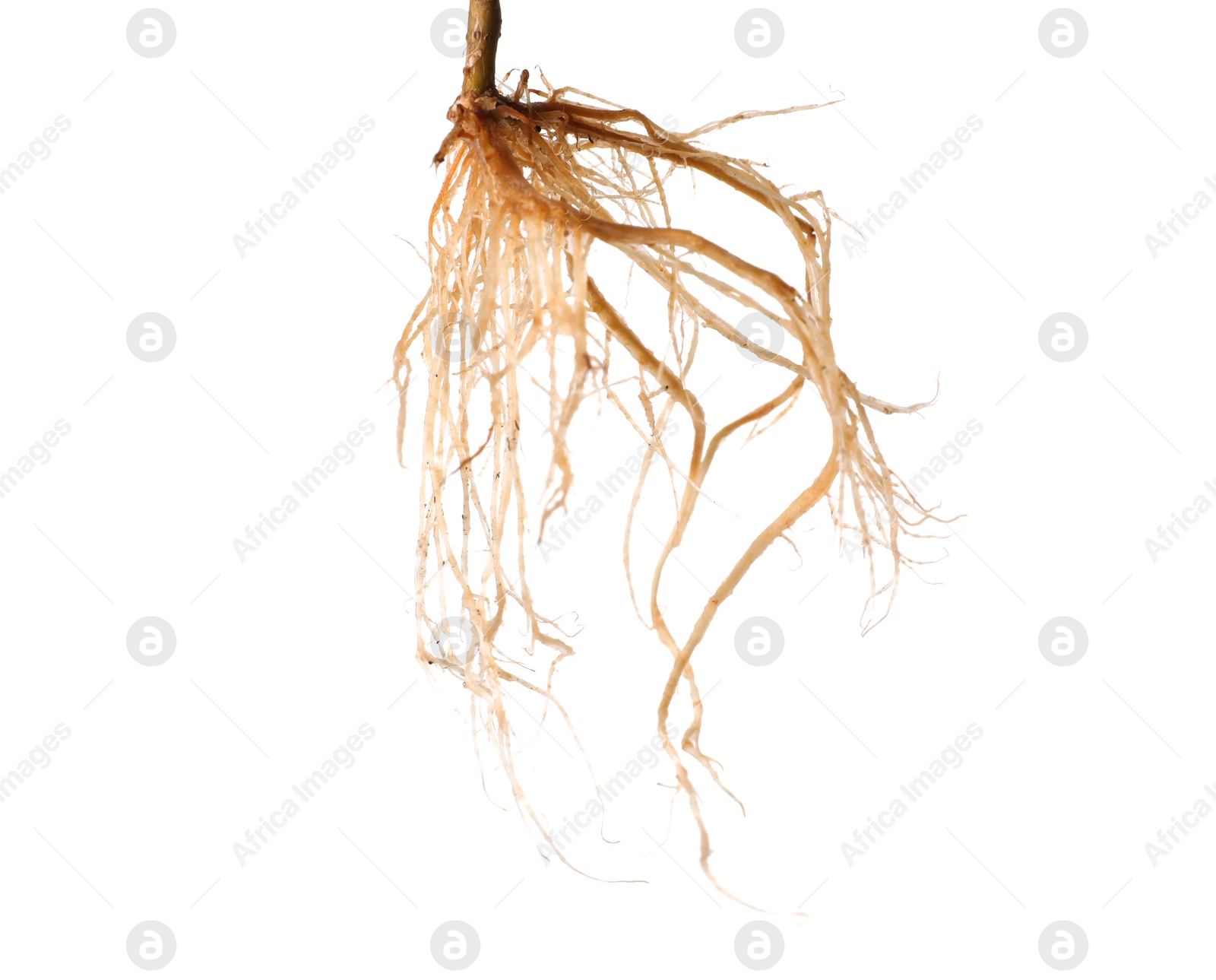 One plant with root isolated on white Photo of One plant with root isolated on white