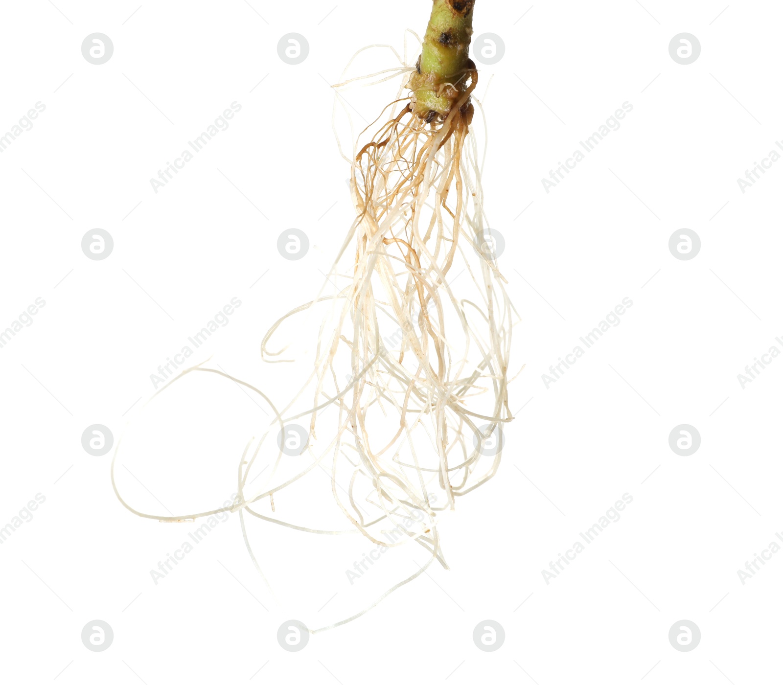 Photo of One plant with root isolated on white