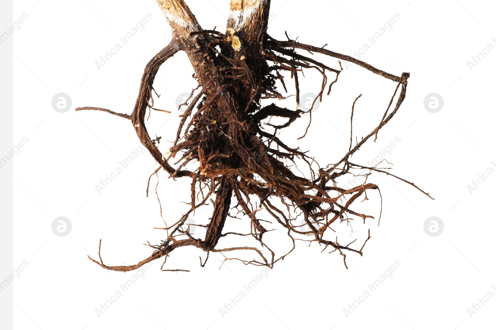 One plant with root isolated on white Photo of One plant with root isolated on white