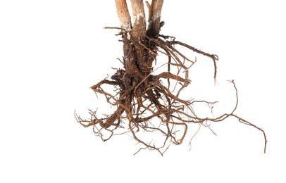 Photo of One plant with root isolated on white
