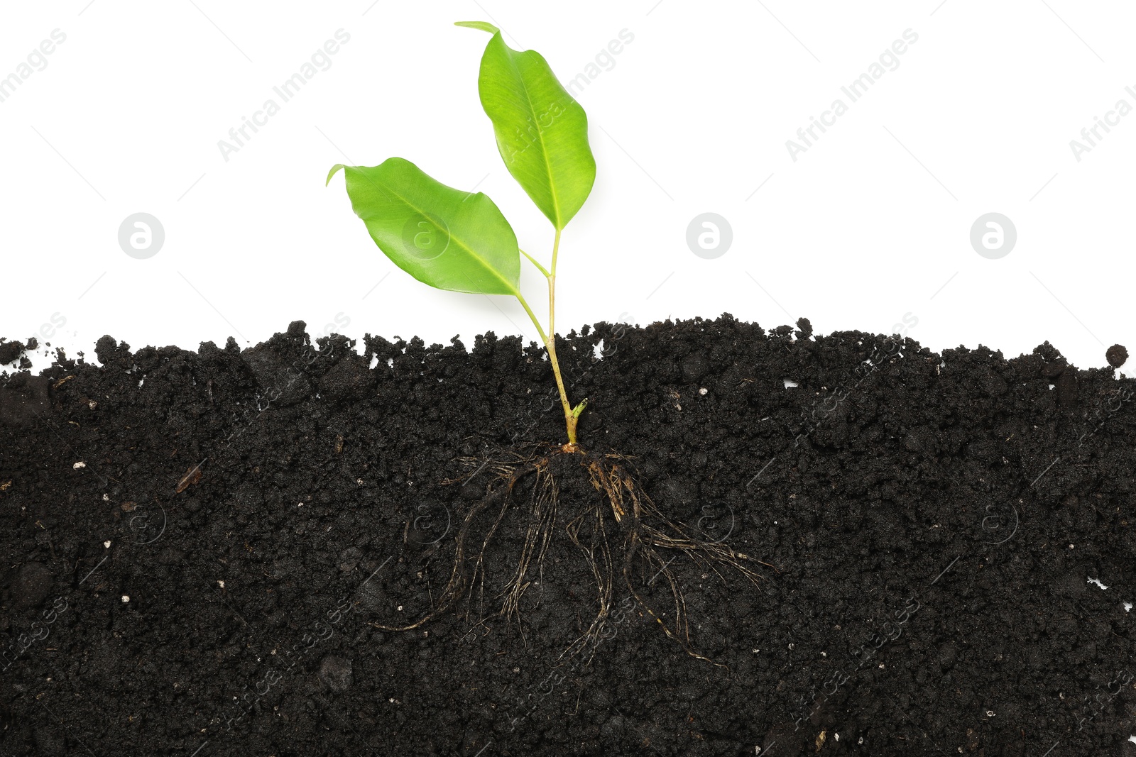 Photo of Ficus plant with root in soil isolated on white