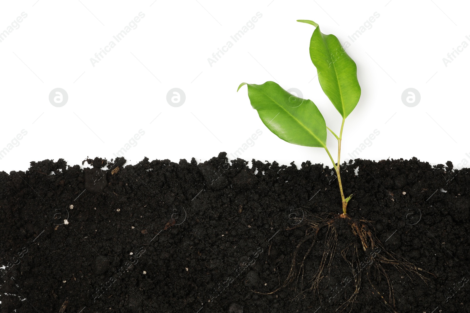 Photo of Ficus plant with root in soil isolated on white