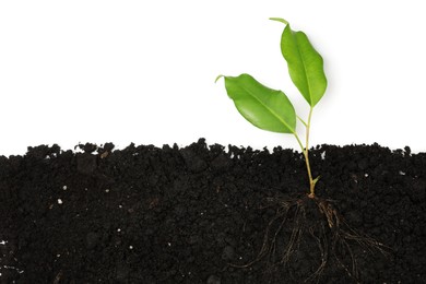Photo of Ficus plant with root in soil isolated on white
