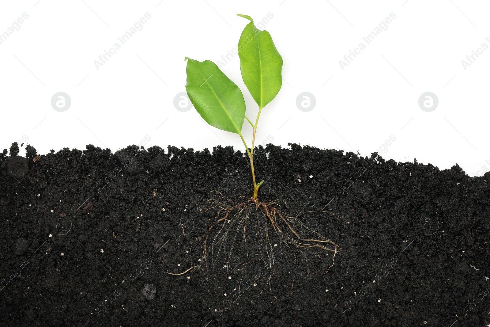 Ficus plant with root in soil isolated on white Photo of Ficus plant with root in soil isolated on white