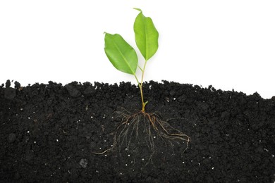 Photo of Ficus plant with root in soil isolated on white