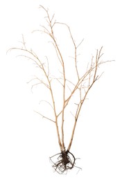 Photo of One plant with root isolated on white