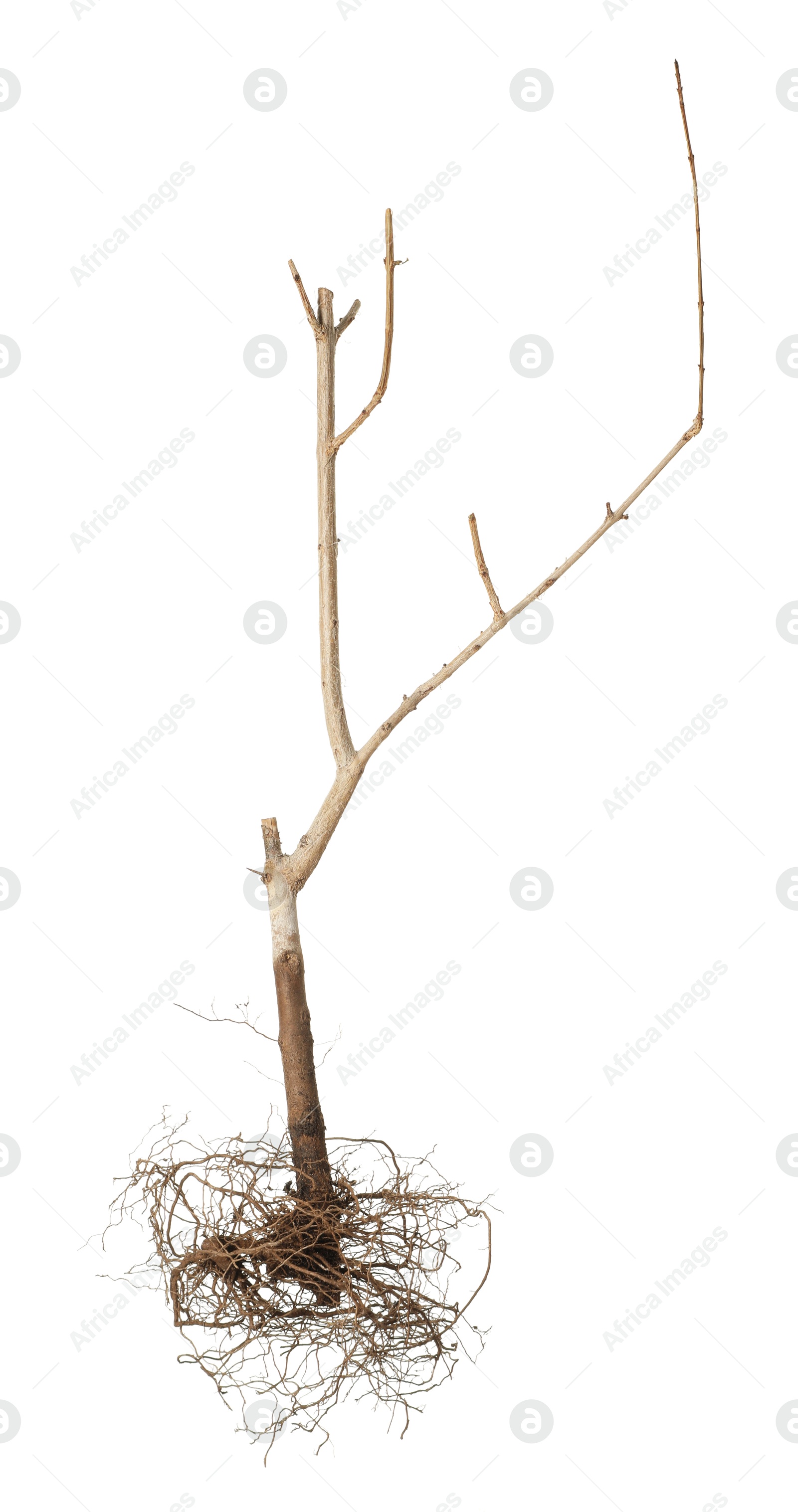One plant with root isolated on white Photo of One plant with root isolated on white