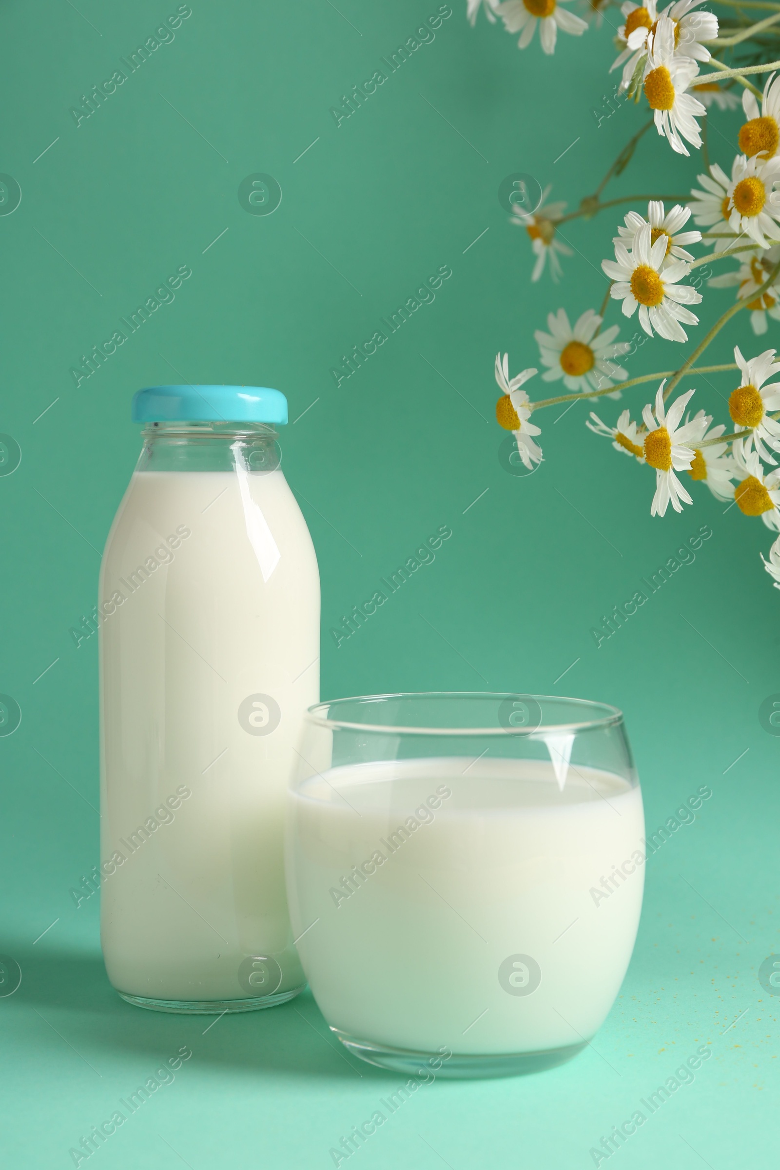 Fresh milk in glass, bottle and chamomile flowers on turquoise background. Dairy product Photo of Fresh milk in glass, bottle and chamomile flowers on turquoise background. Dairy product