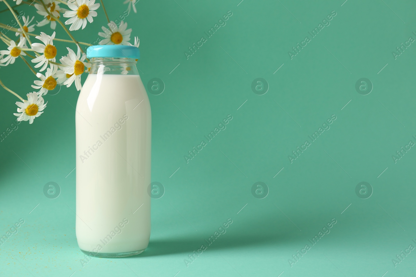 Fresh milk in glass bottle and chamomile flowers on turquoise background, space for text. Dairy product Photo of Fresh milk in glass bottle and chamomile flowers on turquoise background, space for text. Dairy product