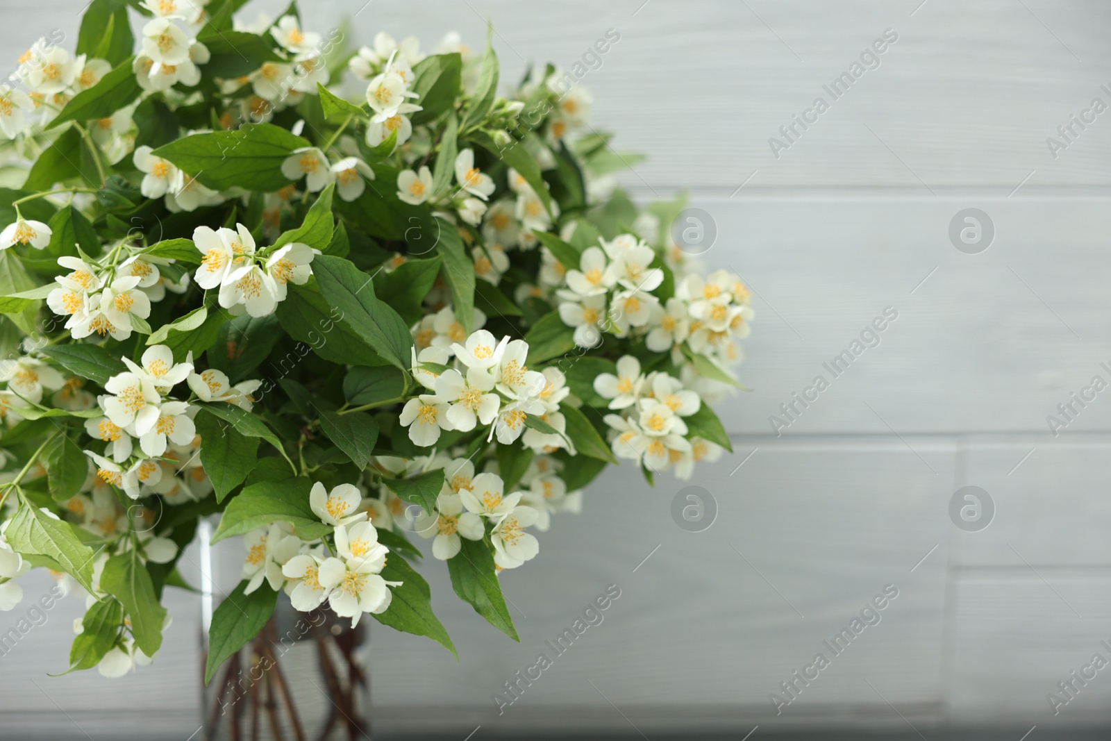 Beautiful jasmine flowers in vase near white wooden wall indoors, closeup. Space for text Photo of Beautiful jasmine flowers in vase near white wooden wall indoors, closeup. Space for text