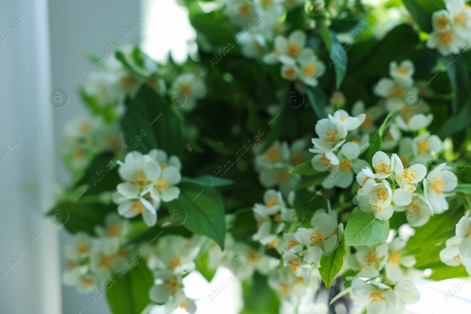 Beautiful bouquet of jasmine flowers indoors, closeup Photo of Beautiful bouquet of jasmine flowers indoors, closeup