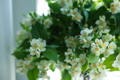 Photo of Beautiful bouquet of jasmine flowers indoors, closeup