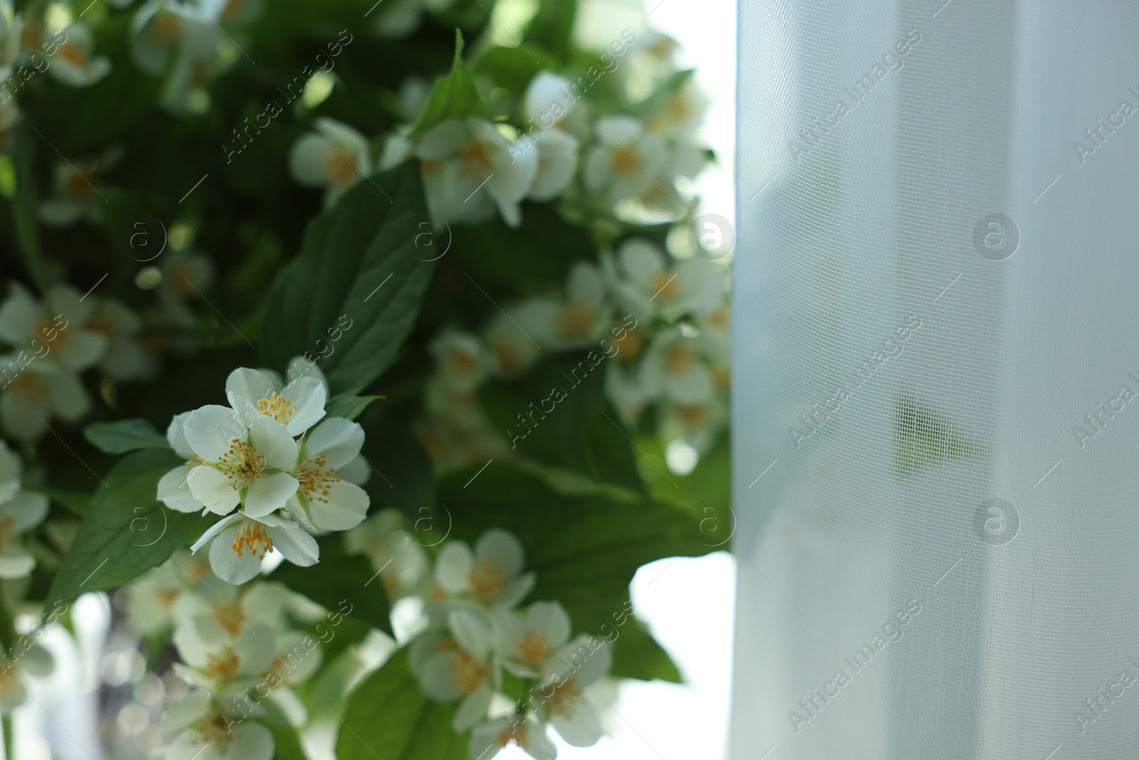 Beautiful bouquet of jasmine flowers indoors, closeup Photo of Beautiful bouquet of jasmine flowers indoors, closeup