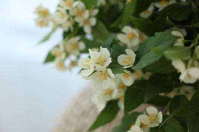 Photo of Beautiful jasmine flowers indoors, closeup. Space for text