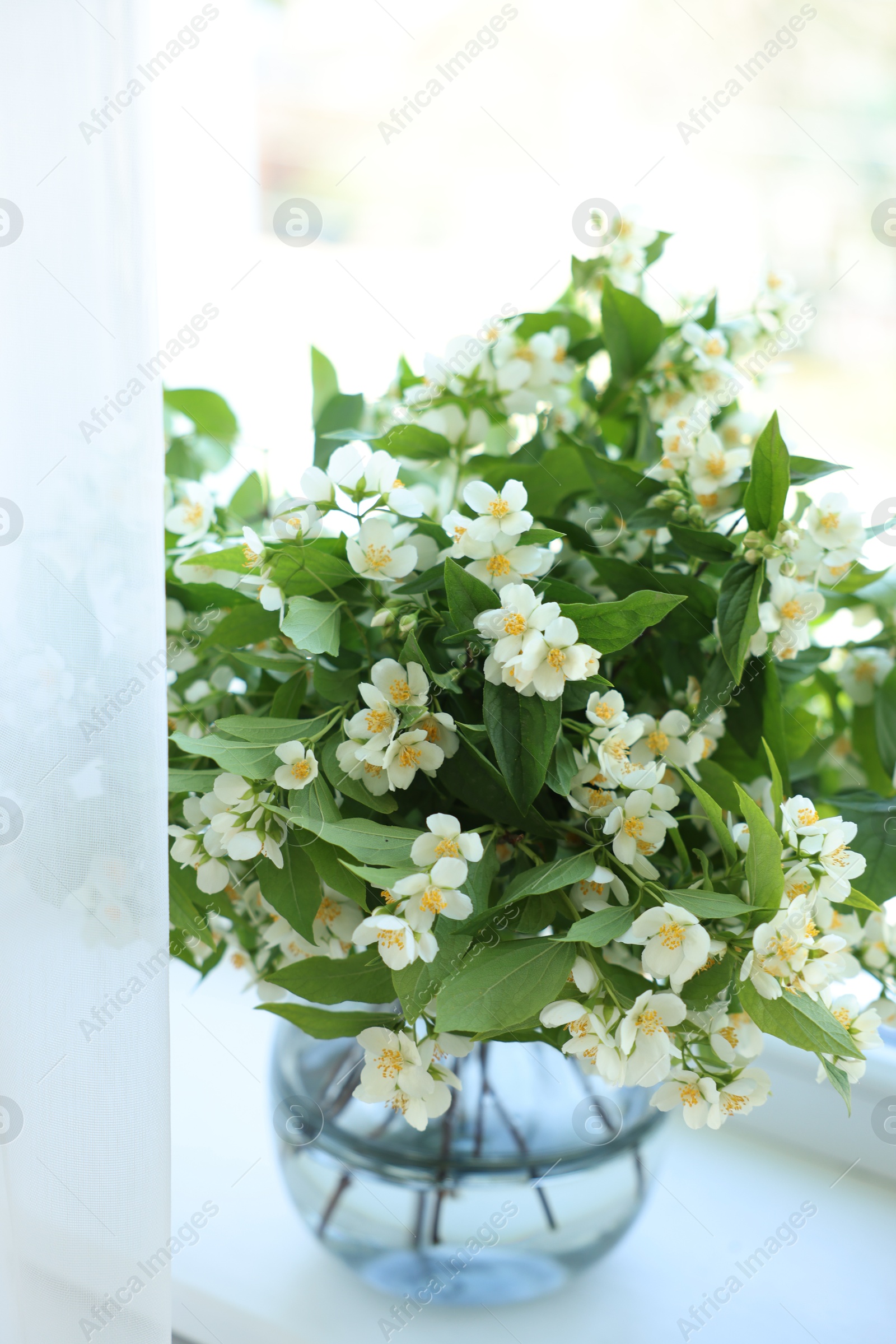 Beautiful jasmine flowers in vase near window indoors, closeup Photo of Beautiful jasmine flowers in vase near window indoors, closeup