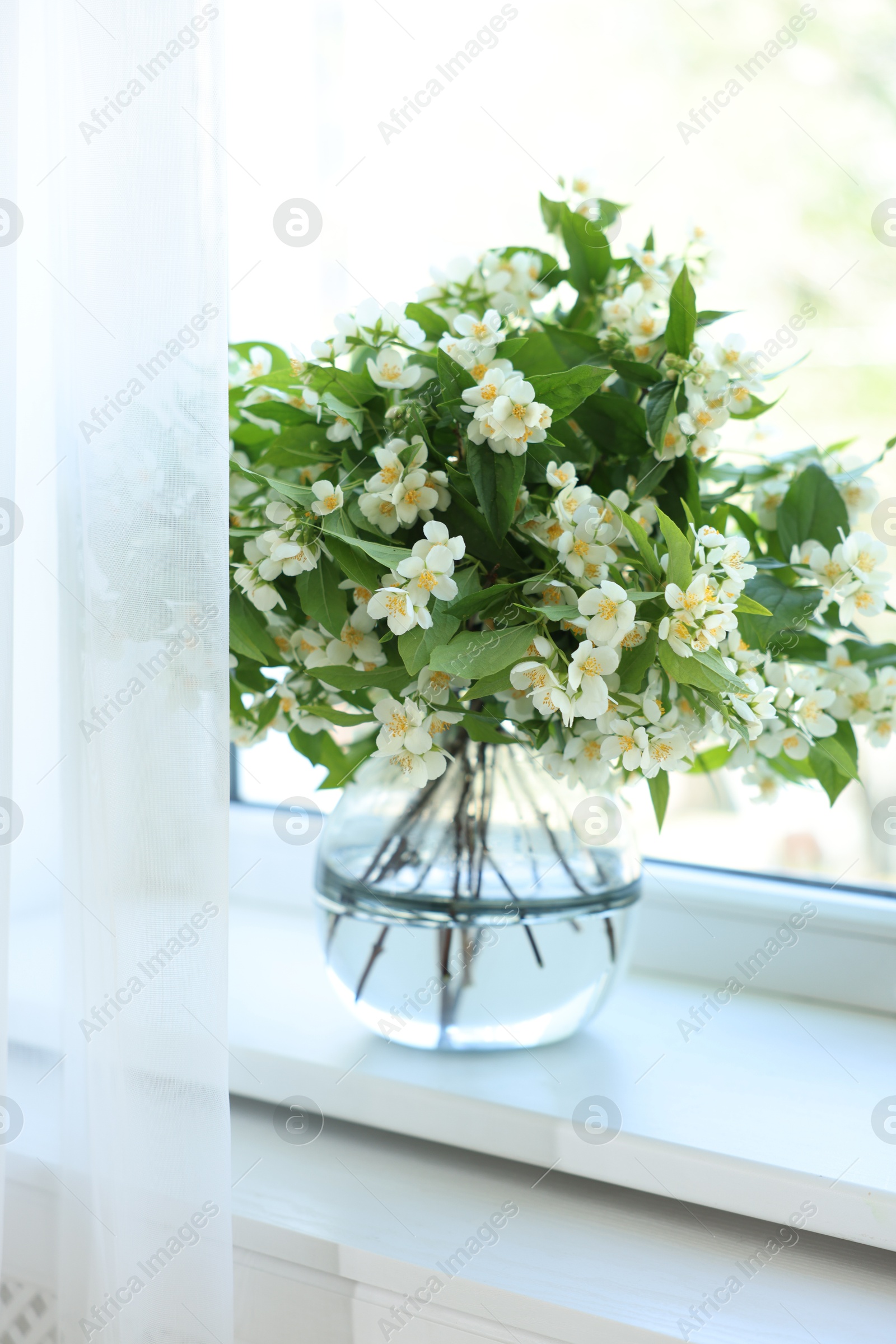Beautiful jasmine flowers in vase near window indoors Photo of Beautiful jasmine flowers in vase near window indoors