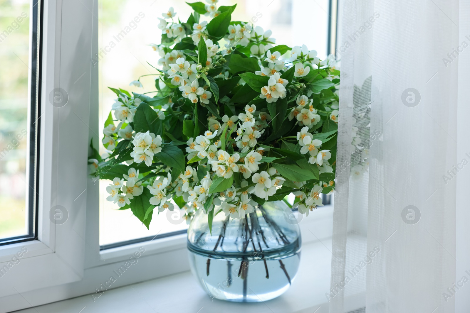 Photo of Beautiful jasmine flowers in vase near window indoors