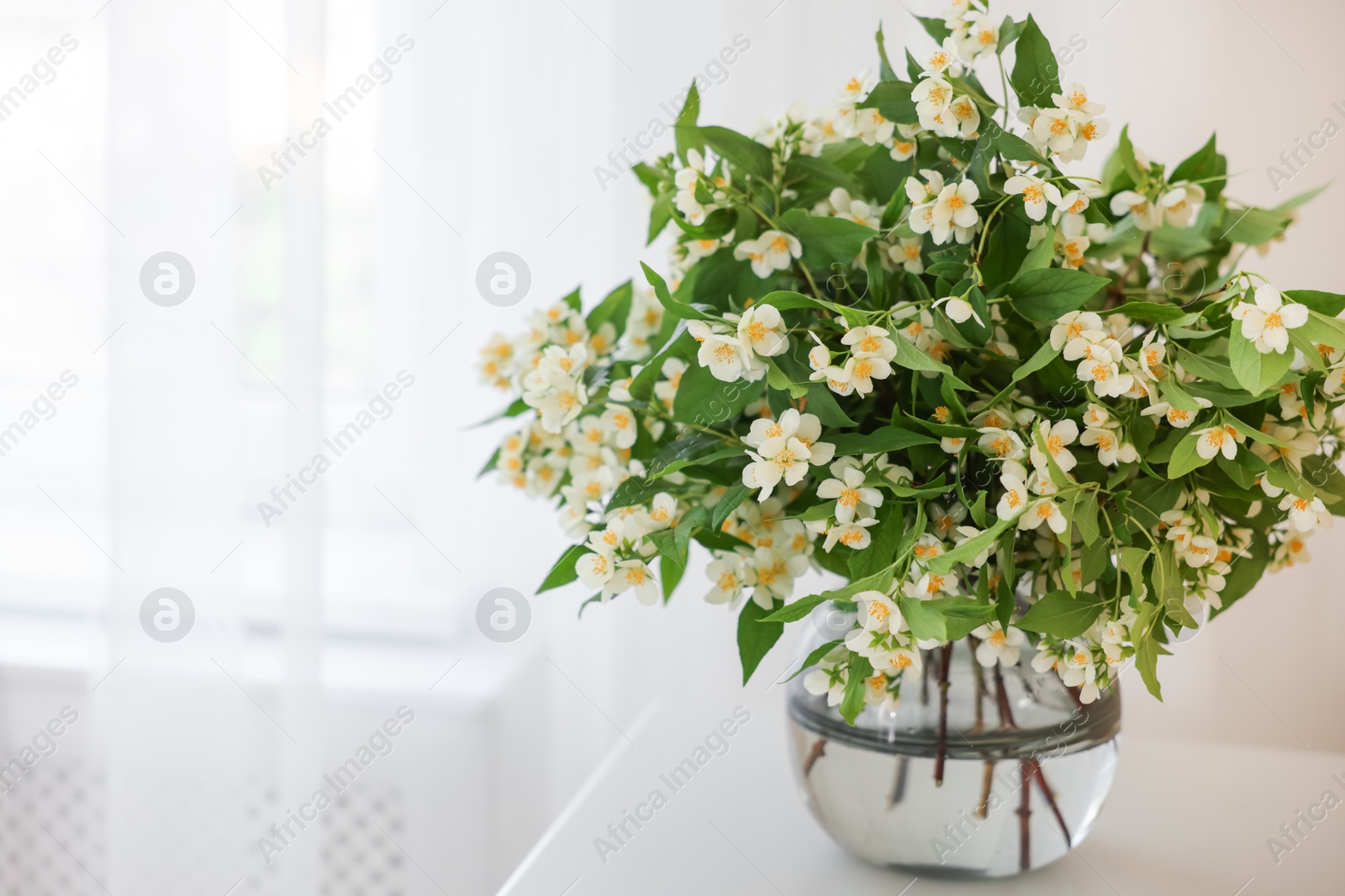 Beautiful jasmine flowers in vase on white table near window, closeup. Space for text Photo of Beautiful jasmine flowers in vase on white table near window, closeup. Space for text
