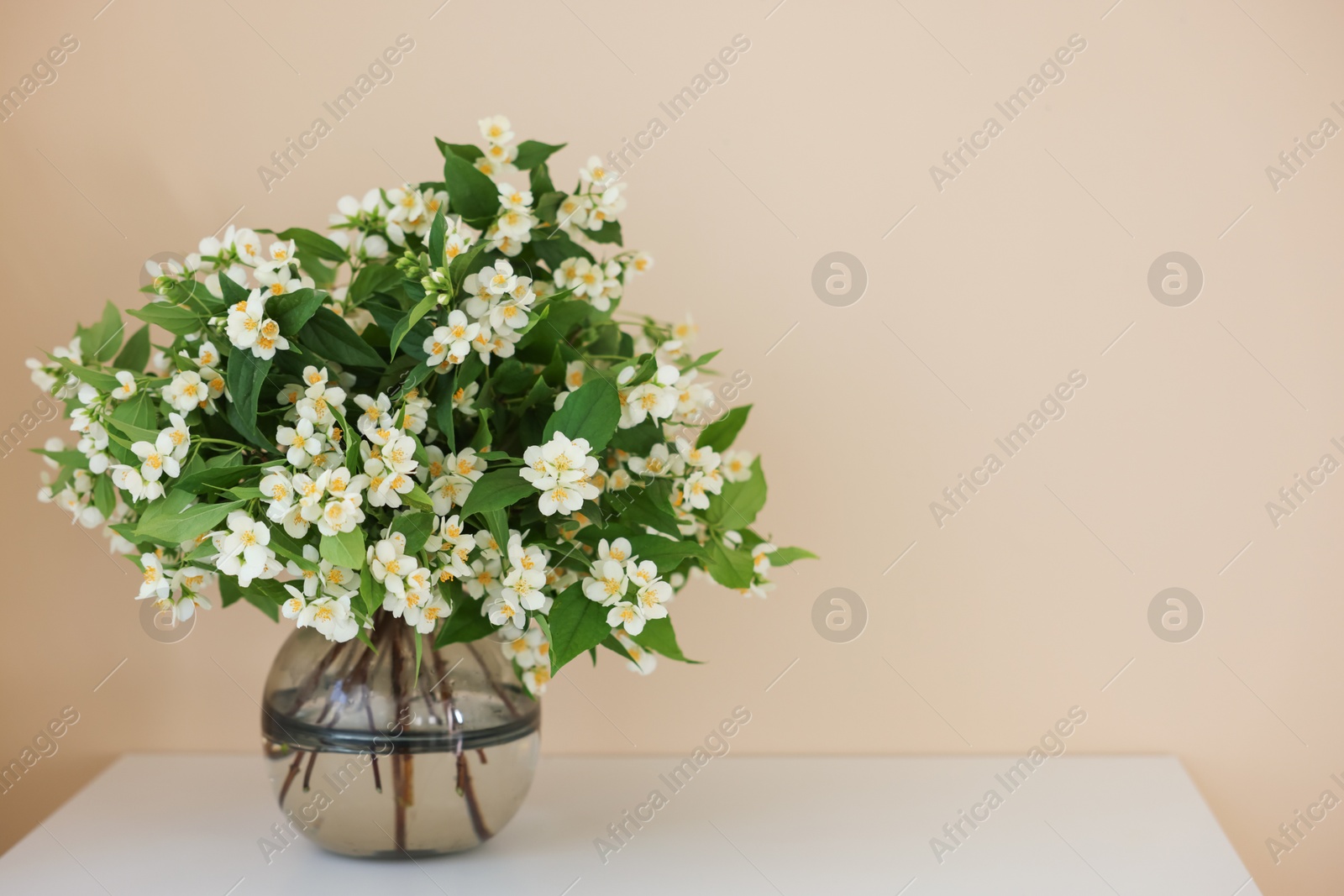 Beautiful jasmine flowers in vase on white table near beige wall indoors, space for text Photo of Beautiful jasmine flowers in vase on white table near beige wall indoors, space for text