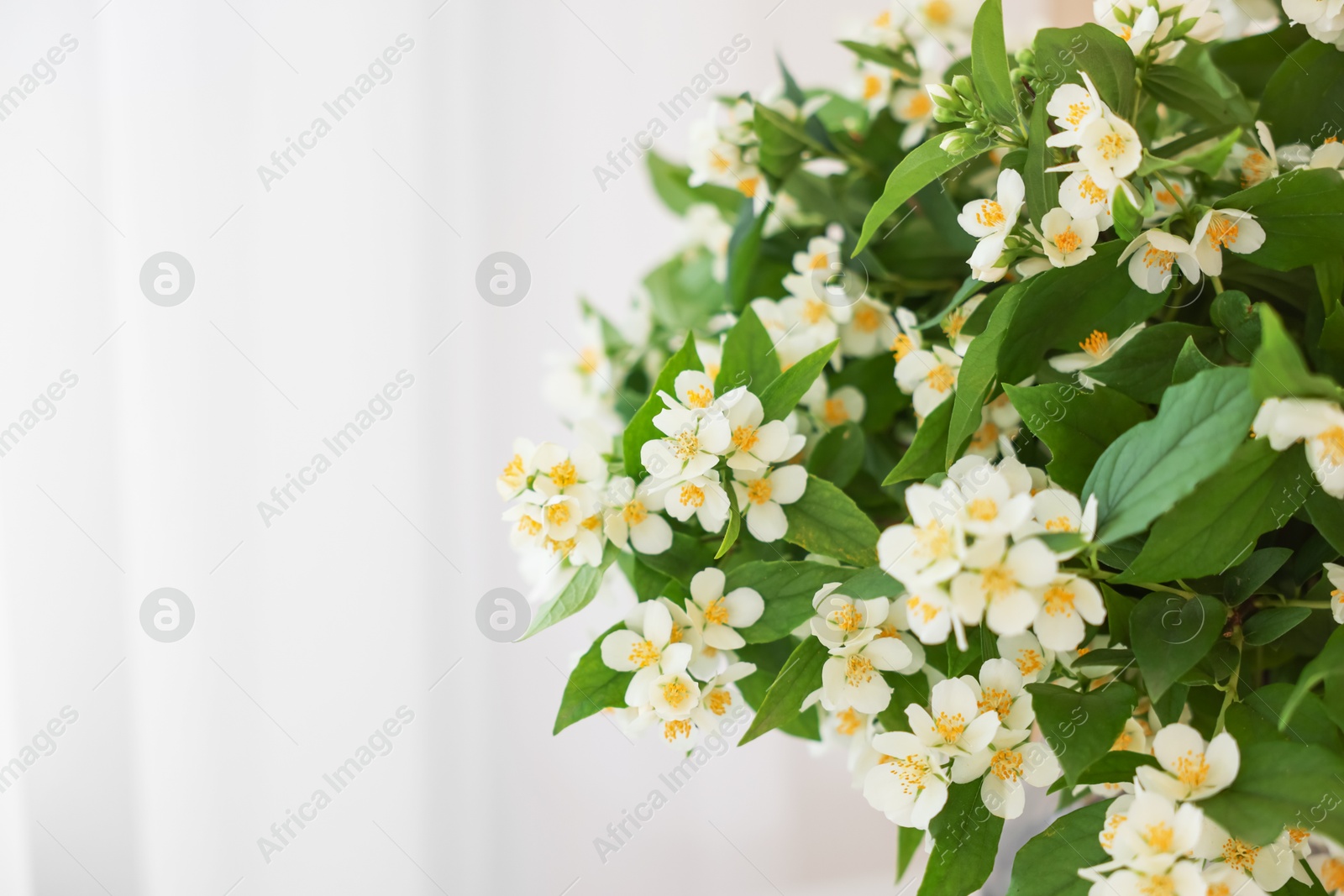 Beautiful jasmine flowers indoors, closeup. Space for text Photo of Beautiful jasmine flowers indoors, closeup. Space for text