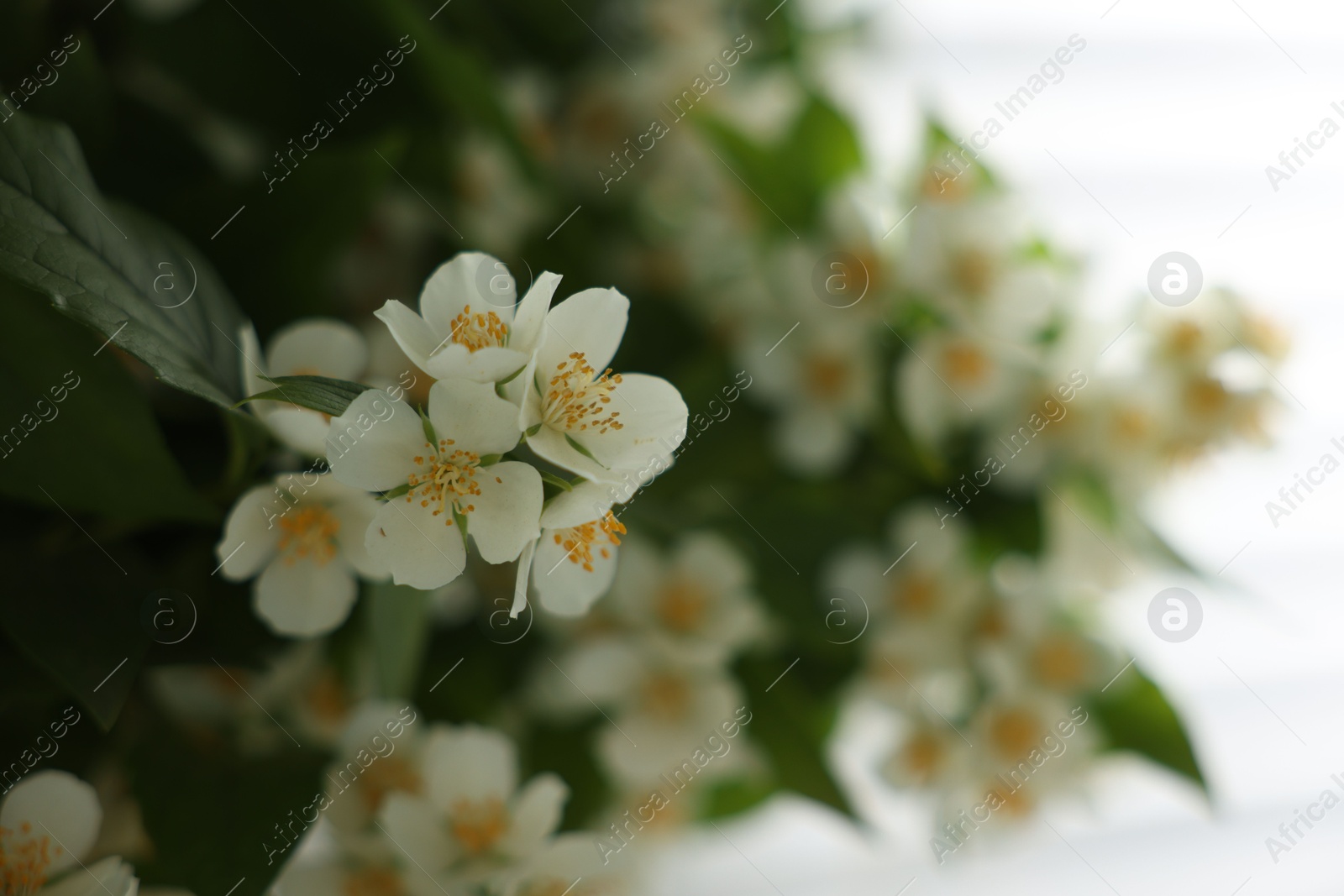 Beautiful jasmine flowers indoors, closeup. Space for text Photo of Beautiful jasmine flowers indoors, closeup. Space for text