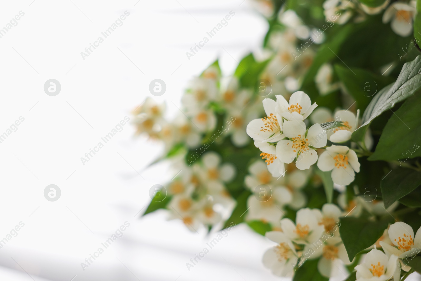 Beautiful jasmine flowers indoors, closeup. Space for text Photo of Beautiful jasmine flowers indoors, closeup. Space for text