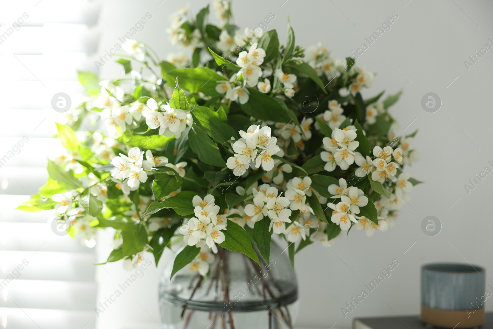 Beautiful jasmine flowers in vase and decor indoors, closeup Photo of Beautiful jasmine flowers in vase and decor indoors, closeup