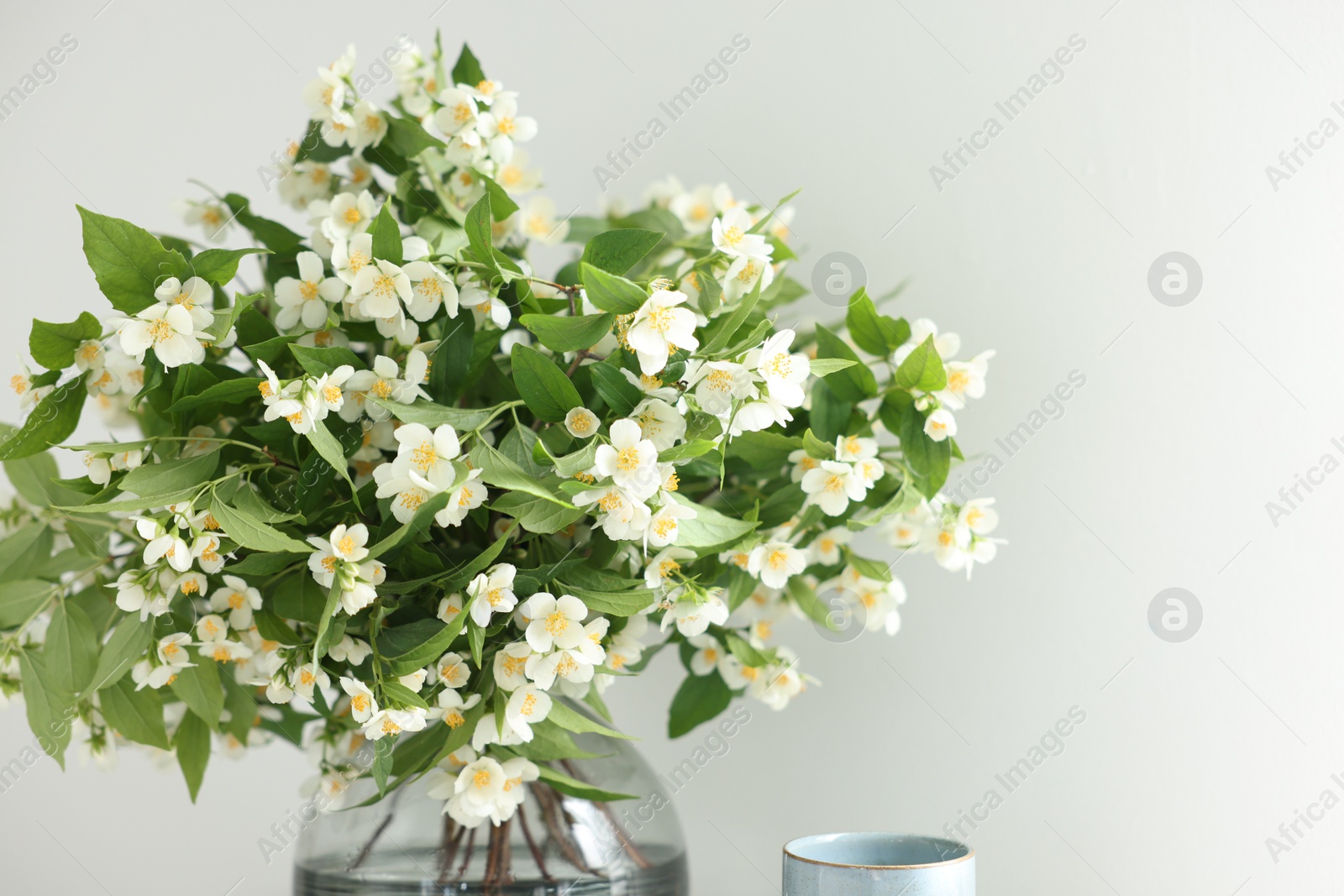 Beautiful jasmine flowers in vase near white wall indoors, closeup. Space for text Photo of Beautiful jasmine flowers in vase near white wall indoors, closeup. Space for text