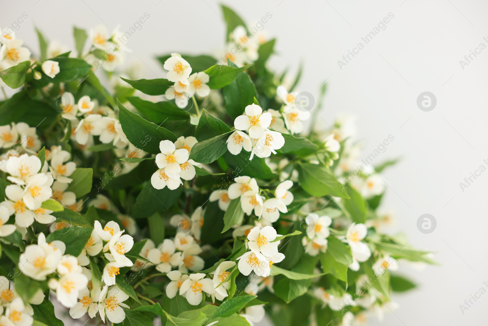 Beautiful jasmine flowers near white wall indoors, closeup Photo of Beautiful jasmine flowers near white wall indoors, closeup
