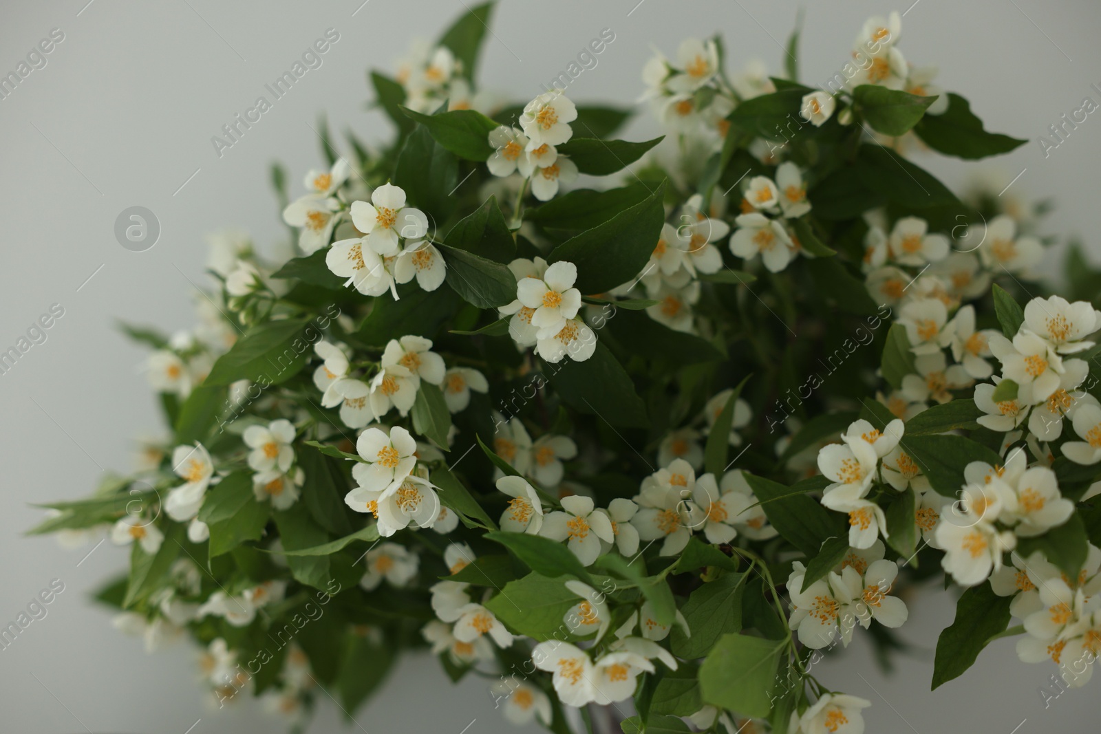 Beautiful jasmine flowers near white wall indoors, closeup Photo of Beautiful jasmine flowers near white wall indoors, closeup