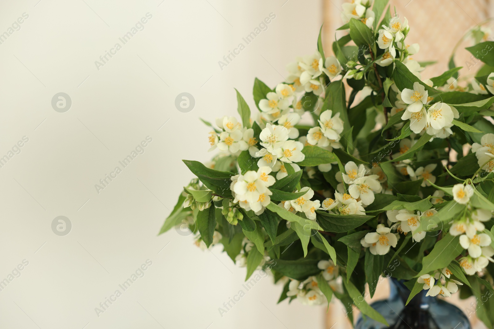 Beautiful jasmine flowers in vase near white wall indoors, closeup. Space for text Photo of Beautiful jasmine flowers in vase near white wall indoors, closeup. Space for text