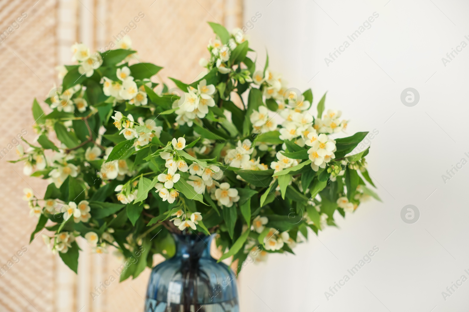 Beautiful jasmine flowers in vase near white wall indoors, closeup Photo of Beautiful jasmine flowers in vase near white wall indoors, closeup
