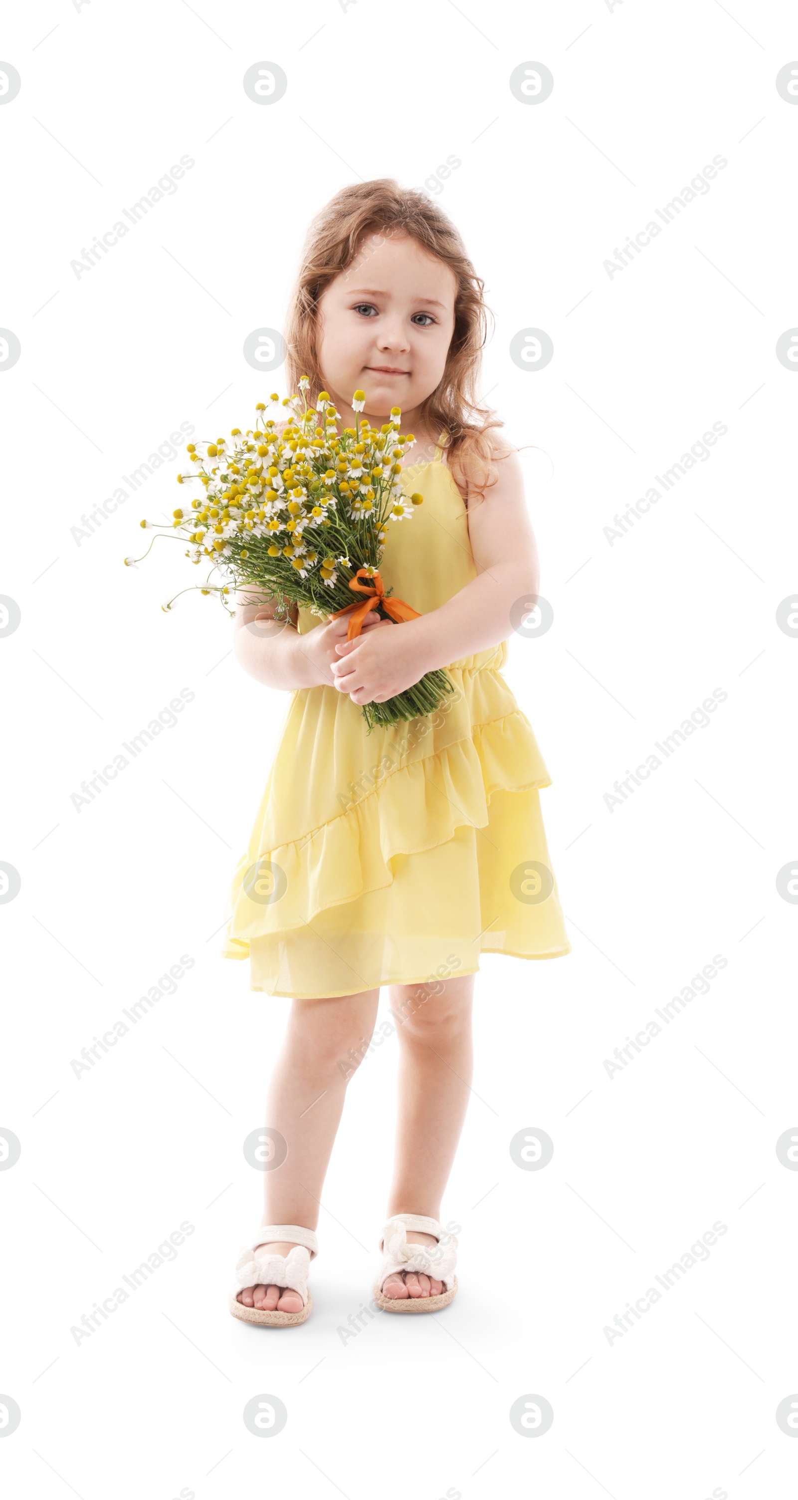 Cute little girl with bouquet of beautiful chamomile flowers on white background Photo of Cute little girl with bouquet of beautiful chamomile flowers on white background