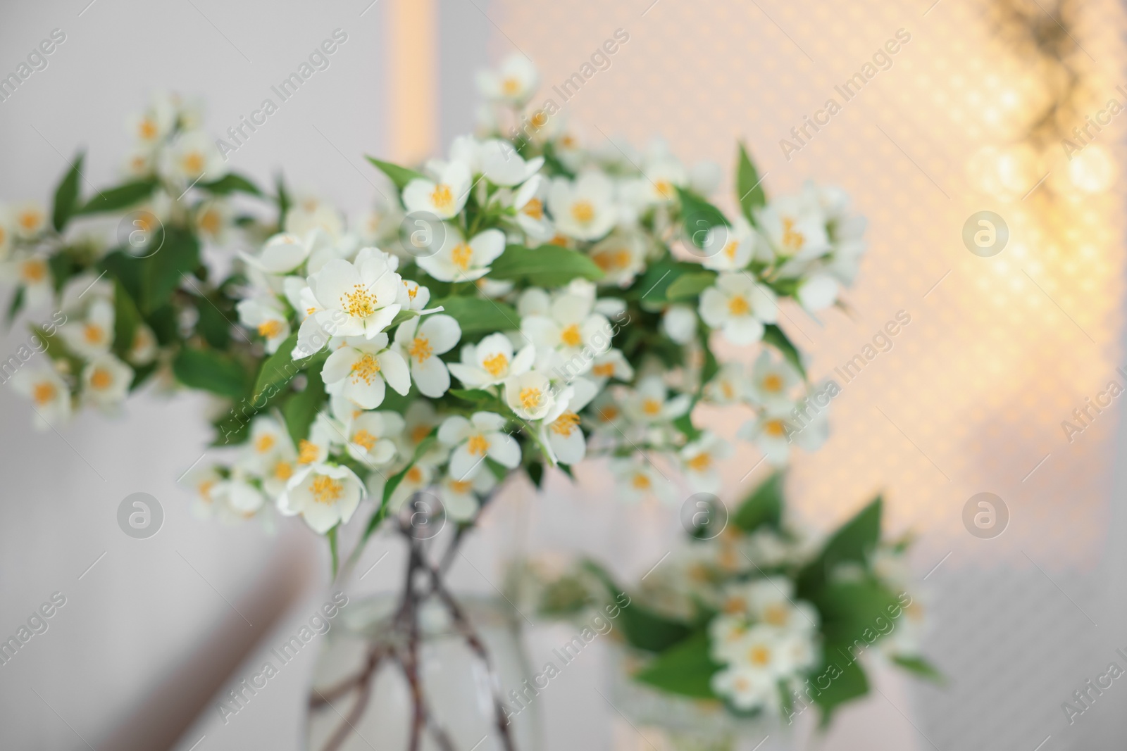 Bouquet of beautiful jasmine flowers in vase on white table indoors, closeup Photo of Bouquet of beautiful jasmine flowers in vase on white table indoors, closeup