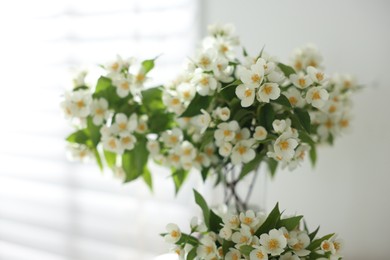 Photo of Bouquet of beautiful jasmine flowers in vase indoors, closeup