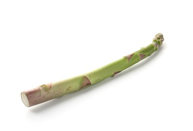 Photo of One fresh raw asparagus spear isolated on white