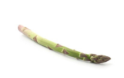 Photo of One fresh raw asparagus spear isolated on white