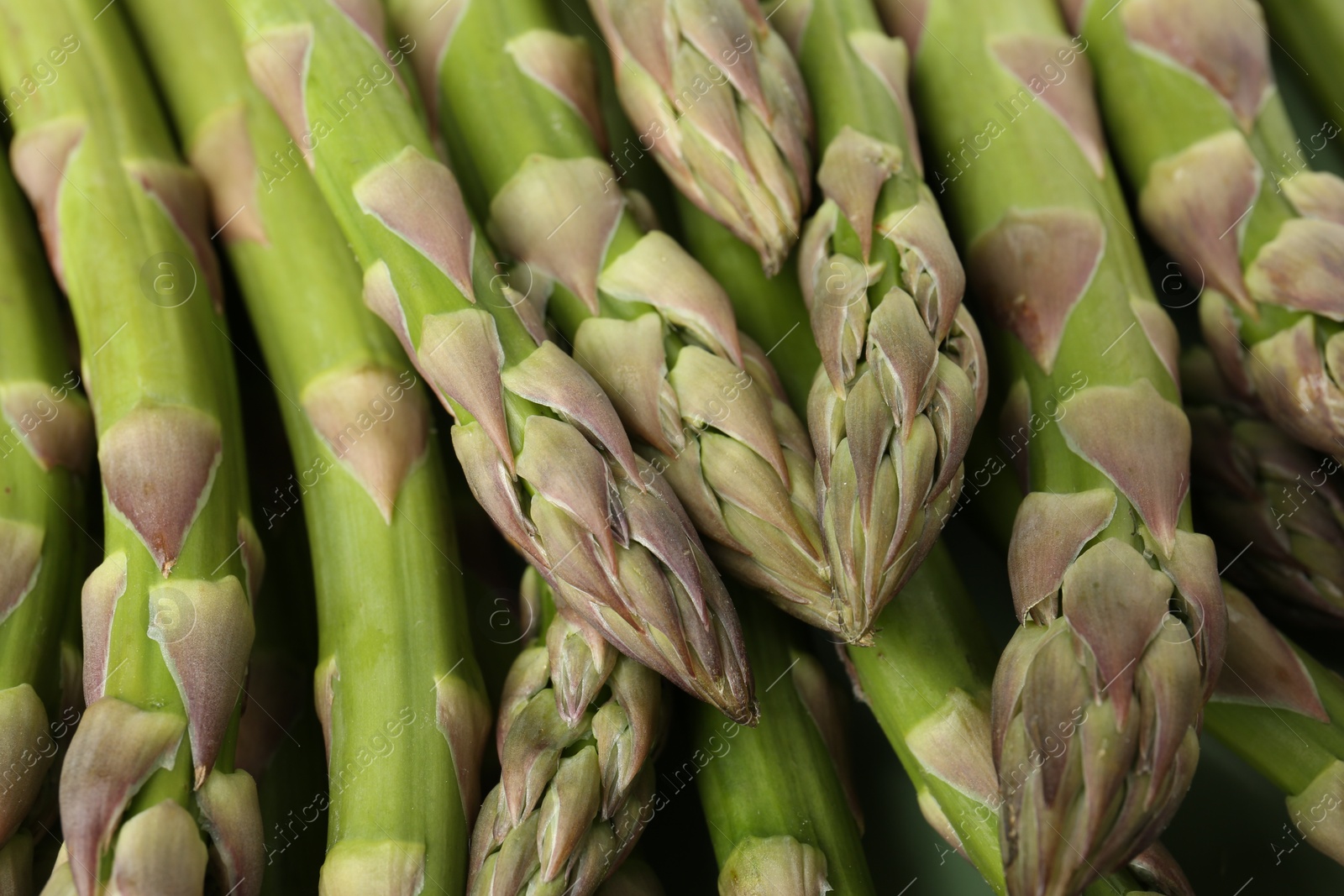 Many fresh raw asparagus spears as background, closeup Photo of Many fresh raw asparagus spears as background, closeup