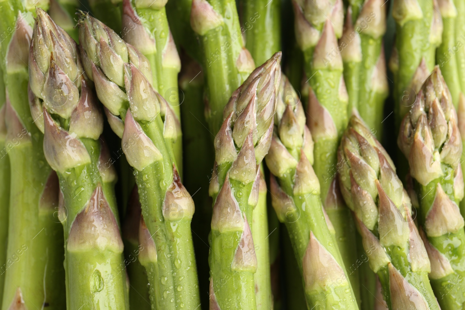 Many fresh wet asparagus spears as background, top view Photo of Many fresh wet asparagus spears as background, top view