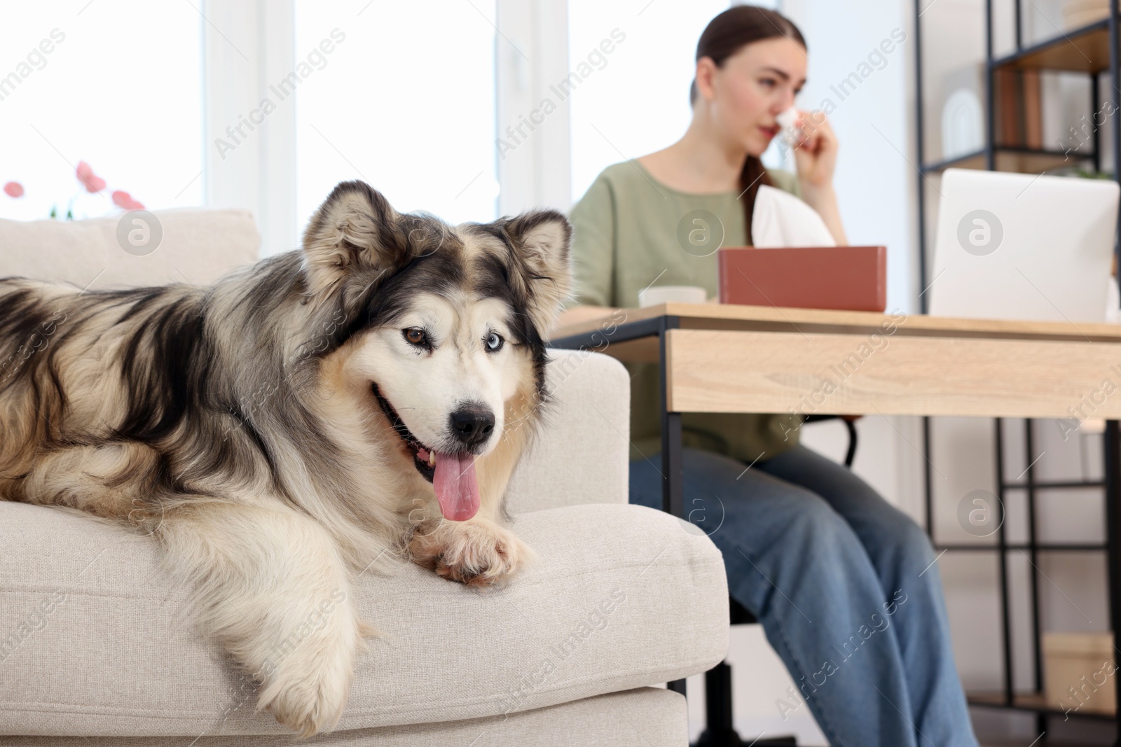 Woman suffering from allergy while working and her dog at home, selective focus Photo of Woman suffering from allergy while working and her dog at home, selective focus