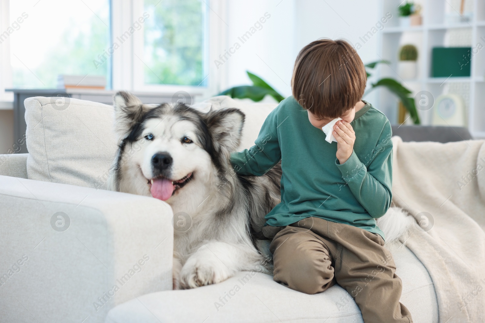 Boy suffering from allergy with her dog on sofa at home Photo of Boy suffering from allergy with her dog on sofa at home
