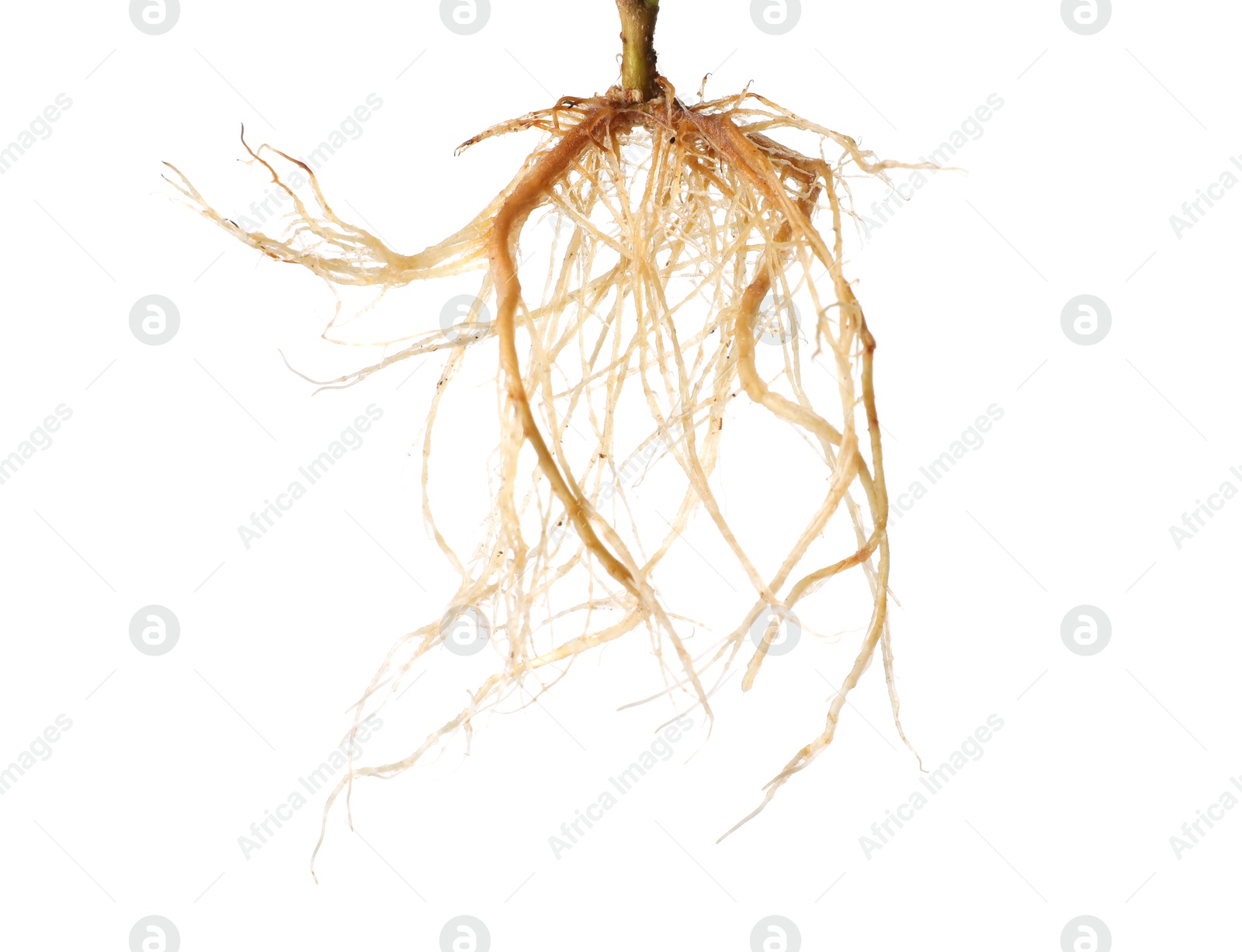 Photo of One plant with root isolated on white
