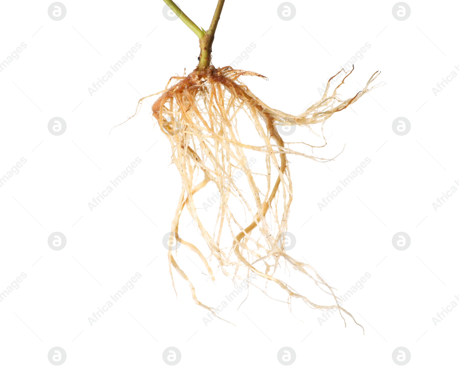 One plant with root isolated on white Photo of One plant with root isolated on white