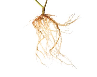 Photo of One plant with root isolated on white