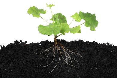 Photo of Pelargonium plant with root in soil isolated on white