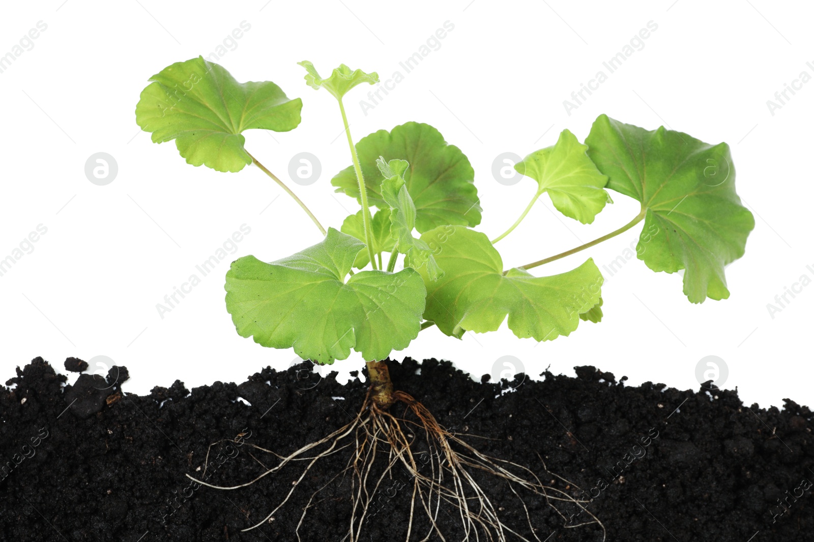 Pelargonium plant with root in soil isolated on white Photo of Pelargonium plant with root in soil isolated on white
