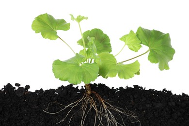 Photo of Pelargonium plant with root in soil isolated on white